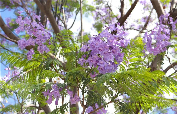 大理的藍(lán)花楹開(kāi)了，邂逅一場(chǎng)“藍(lán)花雨”，赴一場(chǎng)紫色浪漫！