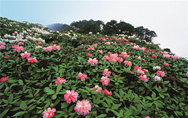 大理旅游 六月，蒼山等你赴一場(chǎng)花的“盛宴”！