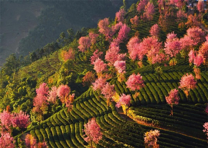 大理旅游：冬日賞櫻，徒步無(wú)量山。漫步洱海，打卡s彎小鐮倉(cāng)。邂逅精靈，洱海紅嘴鷗。