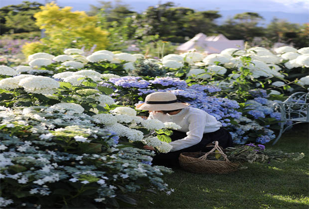 蒼山下，邂逅莫奈花園